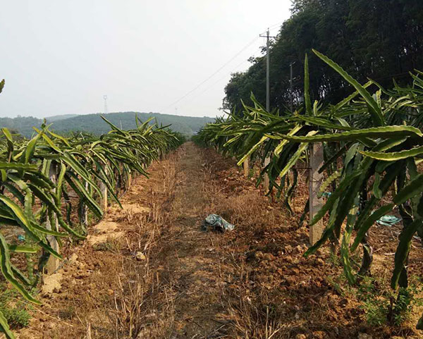 金斗耘云南昆明西双版纳火龙果使用案例