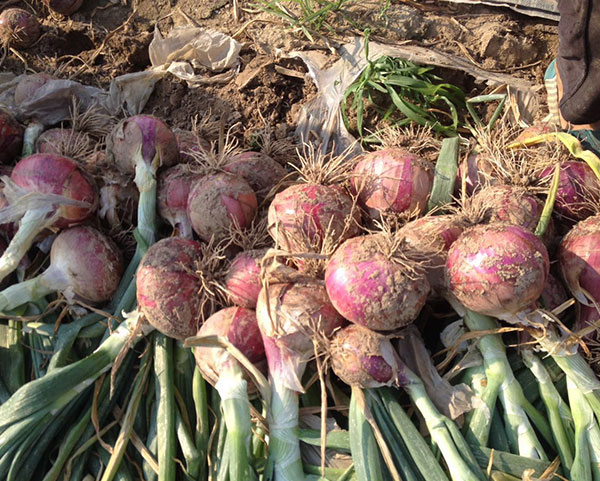 使用沃丰隆产品/葱头增产20/根系未老化