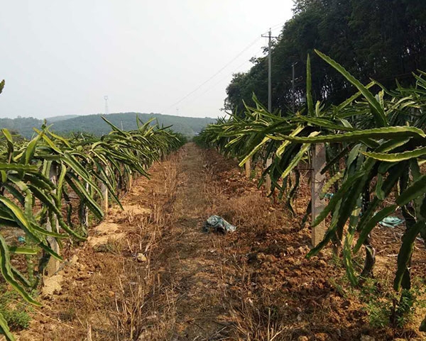 金斗耘云南昆明西双版纳火龙果使用案例