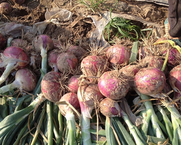 使用沃丰隆产品/葱头增产20/根系未老化