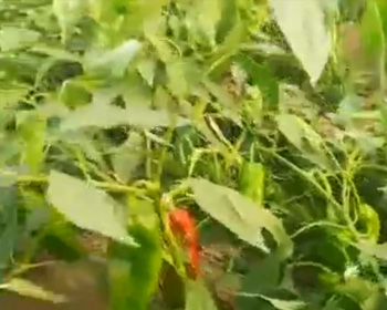 沃丰地宝对比实验