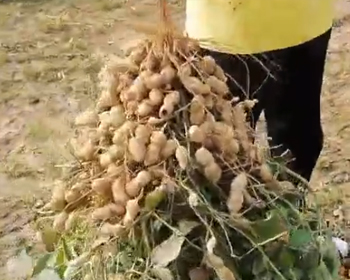 花生喷植物，防落花落果，果粒饱满