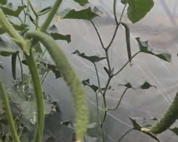 黄瓜浇沃丰地宝，弱变壮，防病增产