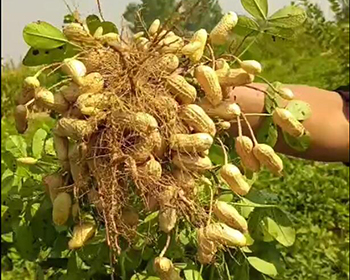 植物使用效果回访