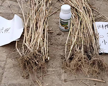 植物使用效果对比图