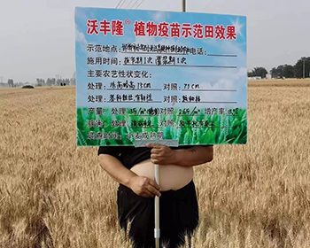 河北省邯郸市永年区植保站长杜自海与种户和咱厂家一起测产现场，增产15.3麦粒大小饱满，颜色亮，无残粒