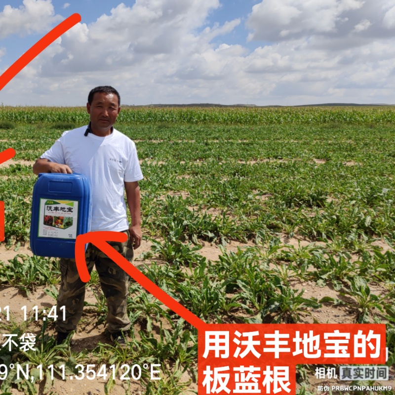 包头市板蓝根种植前后对比