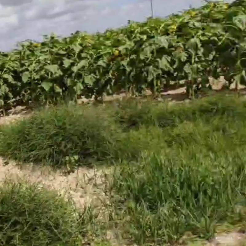 包头市葵花生长案例